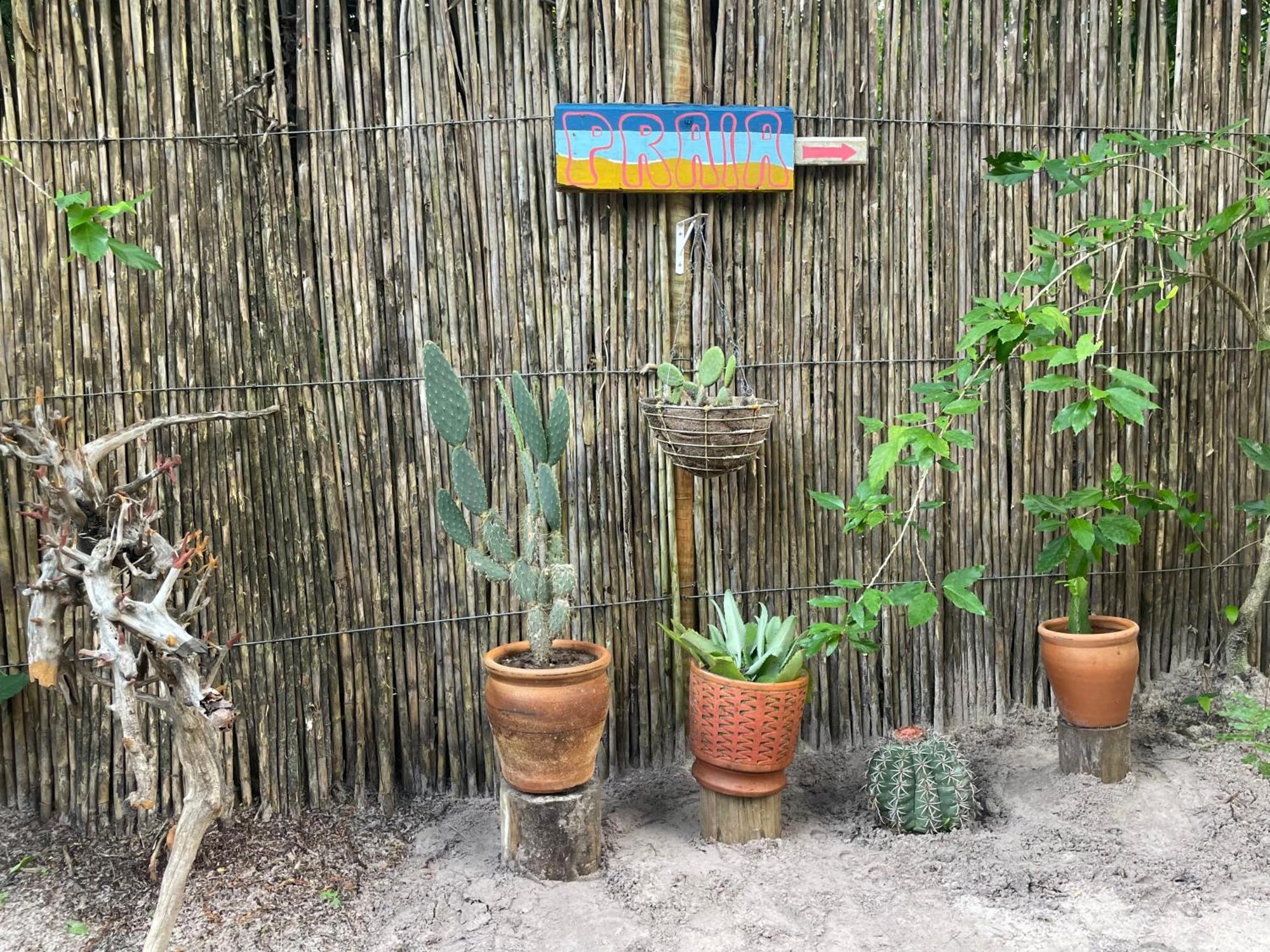 Pitanga - Arandis *